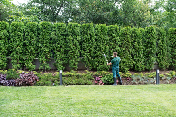 Best Lawn Mowing Services  in Mount Arlington, NJ